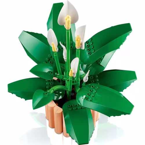 Immagine di BOTANICARLS SPATFILLO